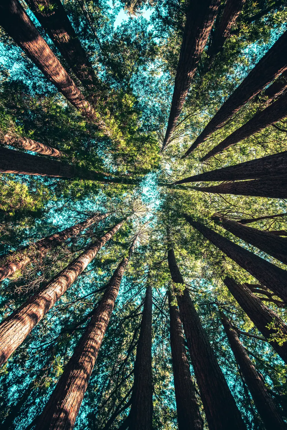 Net zero